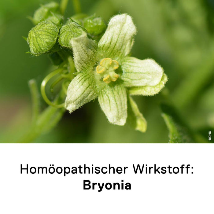 DHU Bryonia D6 Streukügelchen, 10 g Globuli