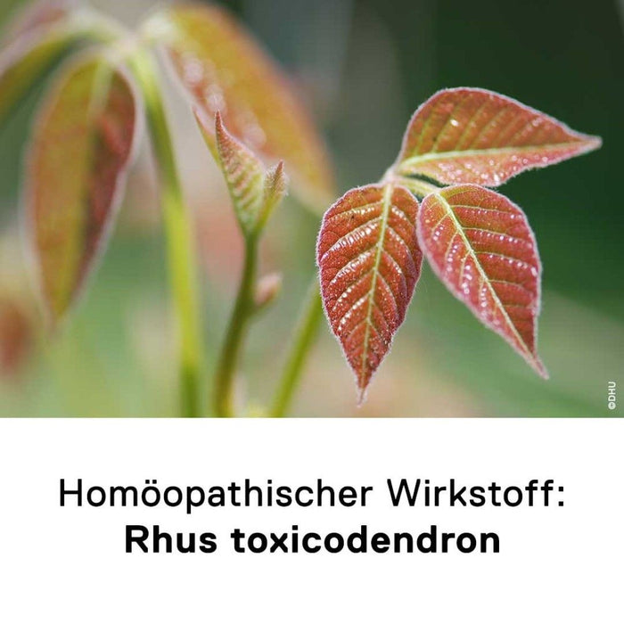 DHU Rhus toxicodendron C30 Streukügelchen, 10 g Globules