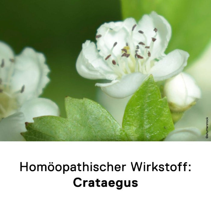 DHU Crataegus D12 Streukügelchen, 10 g Globules