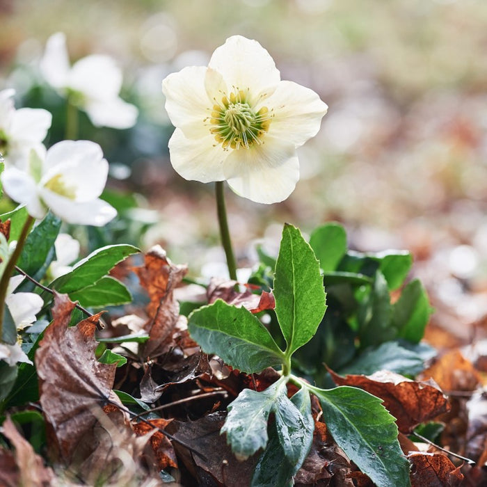 Helleborus niger aquos. D20, 8 St. Ampullen